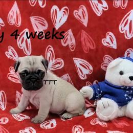Boy - Fawn male Pug puppy in Medina, Ohio from T Tiny Treasures