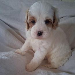 Georgia - Blenheim female Cavapoo puppy in Arabi, Georgia from Huckadoodle Farm