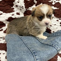 Sarge- Sargent - White and red male Pembroke Welsh Corgi puppy in Dugspur, Virginia from Camelot Corgis
