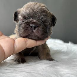 Oso - Fawn male French Bulldog puppy in Porter, Texas from Whatabulldog