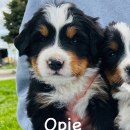 Opie is a happy, curious, friendly little guy. - Black rust and white male Bernese Mountain Dog puppy in Paradise Valley, Nevada from Bayles Berners