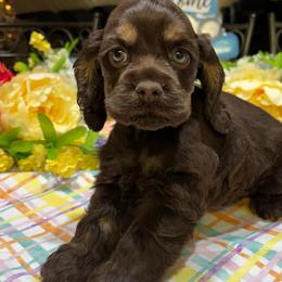 MIAs AKC CH bloodlines Chocolate and Tan Girl - Brown and tan female Cocker Spaniel puppy in Pensacola, Florida from Barbara Richards' Cocker Kennel, Pensacola, FL