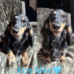 Koe - Dachshund