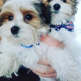 Yorkshire Terrier Puppies from Harmony Hills Yorkies