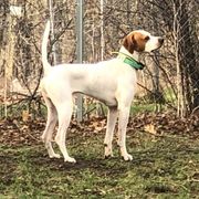 Max - Pointer