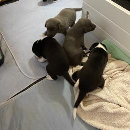 Companion Cross puppies from Sincity Dogs Hobby Kennel