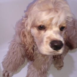 Cocker Spaniels from Royal Hensler kennels