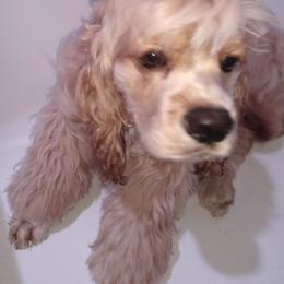 Cocker Spaniels from Royal Hensler kennels