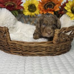 Aspen - Chocolate merle male Bernedoodle puppy in Lehigh Acres, Florida from Little Golden Farm