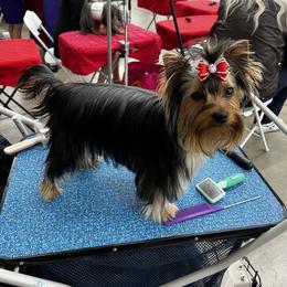 Yorkshire Terrier Puppies from Kathy's Yorkies