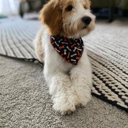 Goldendoodle All Grown Up from Goldendoodle AZ