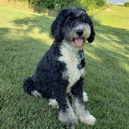 Bernedoodles from Cutesy Poodles and Doodles