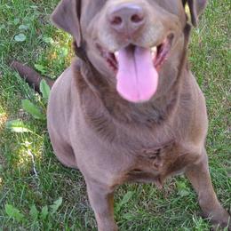 RANGER - Labrador Retriever