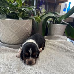 Harry Potter - Black white and brown male Basset Hound puppy in Leroy, Michigan from Iron Sentry Farms