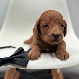Tango - Red  male Goldendoodle puppy in Creston, Ohio from Mini Doodles Dandy