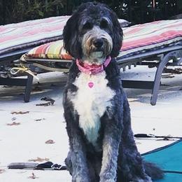Bernedoodle Puppies from Natchez Trace Doodles