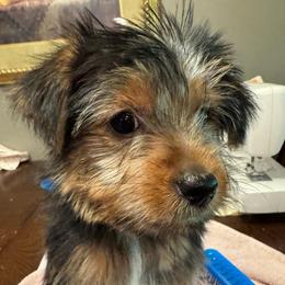 Prince - Black and tan male Yorkshire Terrier puppy in Killen, Alabama from Yorkie Oodle Doodle