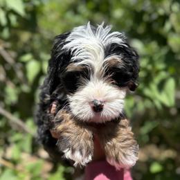 Pretzel - Tri-color male Bernedoodle puppy in Northglenn, Colorado from Colorado Bernedoodle Babies