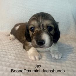 Jax - Cream male Dachshund puppy in Lexington, Oklahoma from BooneDox Miniature Dachshunds
