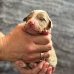 Hazel - Red merle female Australian Shepherd puppy in Columbia Falls, Montana from Firefly Horse Co Wellness Retreat Center