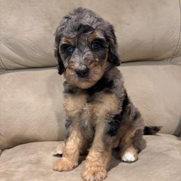 Sunny - Parti female Poodle puppy in Troy, New Hampshire from SP Standard Poodles