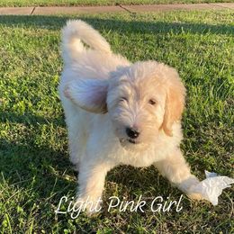 Goldendoodle Puppies from Toneytails Doodles