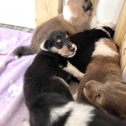 Collie Puppies from Bedford Collies