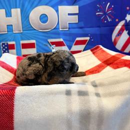 Argentina - Merle male Goldendoodle puppy in Houston, Texas from Were The Mack'Doodles