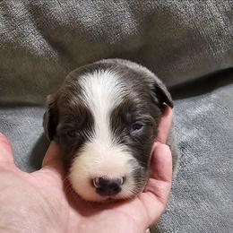 Blue 1 - Blue female Border Collie puppy in Springtown, Texas from CRL Farms