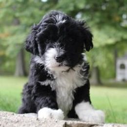 Aussiedoodle Puppies from Old Mills Aussiedoodles