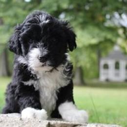 Aussiedoodle Puppies from Old Mills Aussiedoodles