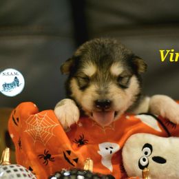 Virgo - Seal and white female Alaskan Malamute puppy in Kingston, Tennessee from North Shore Alaskan Malamutes