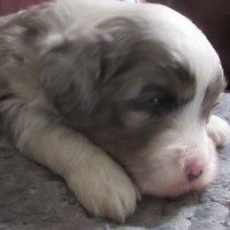 Spangles - Blue merle female Aussiedoodle puppy in Warrensburg, Missouri from Booty Shaker Toy and Miniature Poodles and Aussies