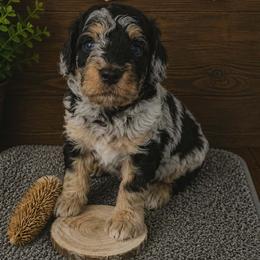 Aspen - Blue merle male Aussiedoodle puppy in Grand Blanc, Michigan from B's Aussiedoodles