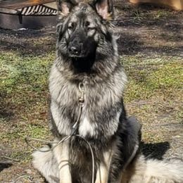 Shiloh Shepherds from Camp Daigles Shiloh Shepherds