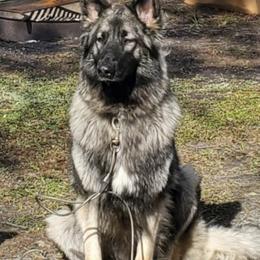Shiloh Shepherds from Camp Daigles Shiloh Shepherds