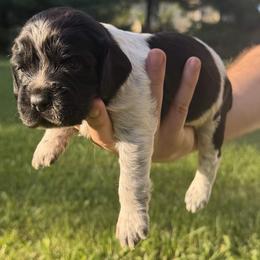 Poe - Black and white male English Springer Spaniel puppy in Stephens City, Virginia from Legendary Springers