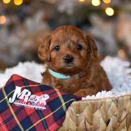 Aussiedoodle, Goldendoodle, and Miniature Australian Shepherd Puppies from JMR Aussies and Doodles