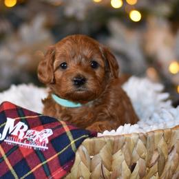 Aussiedoodle, Goldendoodle, and Miniature Australian Shepherd Puppies from JMR Aussies and Doodles