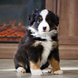 Noelle - Miniature Australian Shepherd puppy in Menomonee Falls, Wisconsin from Hunt N Oaks