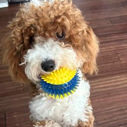 Hazel - Goldendoodle