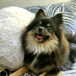 Phoebe - Pomeranian