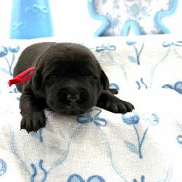 Red - Black male Labrador Retriever puppy in Heath Springs, South Carolina from Rich Hill Retrievers