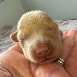 Gwen - Red female Dachshund puppy in Knoxville, Tennessee from East TN Dachshunds