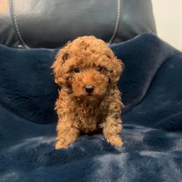 Milo - Red  male Poodle puppy in Houston, Texas from YZC Frenchies at 4C Ranch
