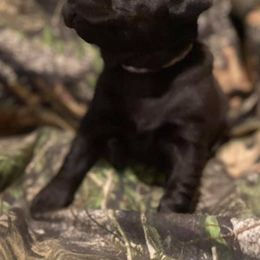 Labrador Retriever Puppies from Waterstone Labradors