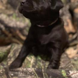 Labrador Retriever Puppies from Waterstone Labradors