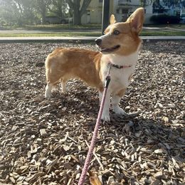 Willow - American Corgi