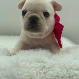 Haley - Cream female French Bulldog puppy in Largo, Florida from Big Daddy Frenchies