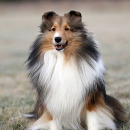 Shetland Sheepdogs from Cathance Shetland Sheepdogs